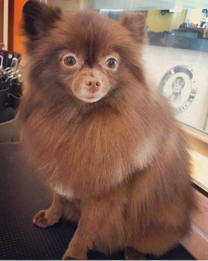 Kuma Blackpink Jennie dog