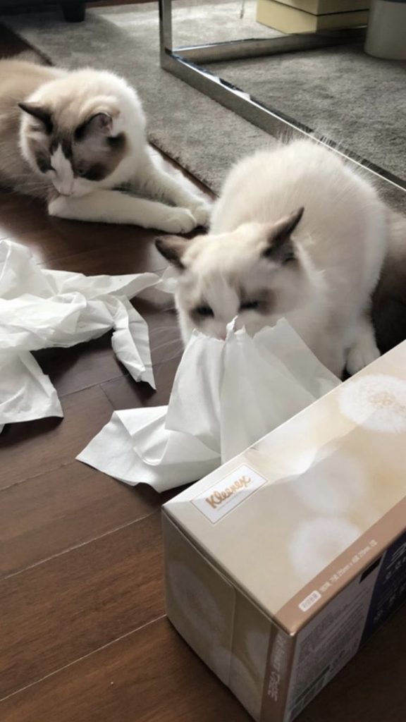 BLACKPINK Lisa Cat Luca Lily