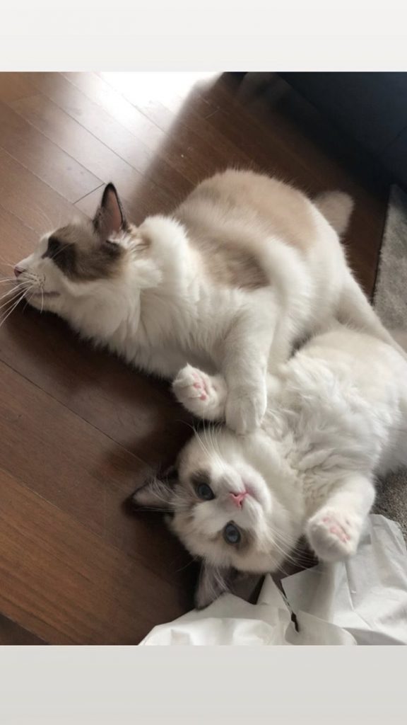 BLACKPINK Lisa Cat Luca Lily